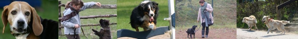 Kameruner Hundeschule - Urlaub mit dem Hund